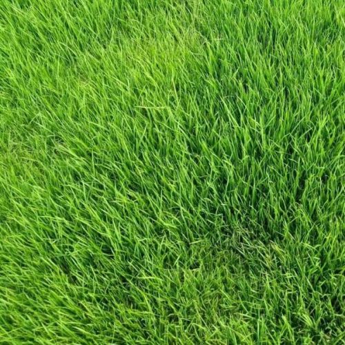 Greenpro All-season Lawn Grass Seed Mix – Durable Turf Blend (100g)