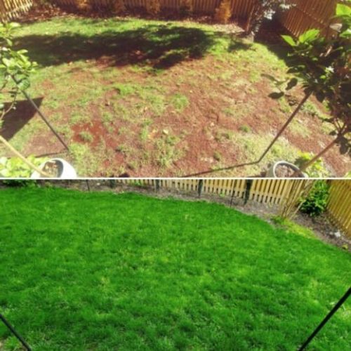 Greenpro All-season Lawn Grass Seed Mix – Durable Turf Blend (100g)