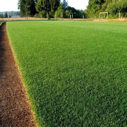 Greenpro All-season Lawn Grass Seed Mix – Durable Turf Blend (100g)